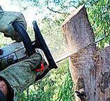 Best Tree Maintenance Programs  in Moores Mill, AL