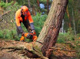 Best Lawn Disease Treatment  in Moores Mill, AL