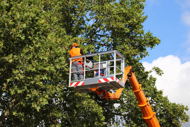 Best Fruit Tree Pruning  in Moores Mill, AL