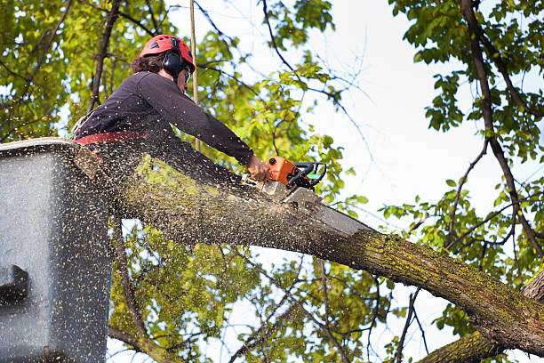 Trusted Moores Mill, AL Tree Services Experts