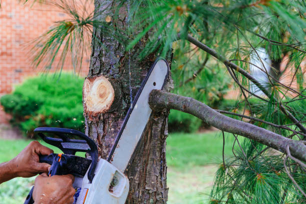How Our Tree Care Process Works  in  Moores Mill, AL